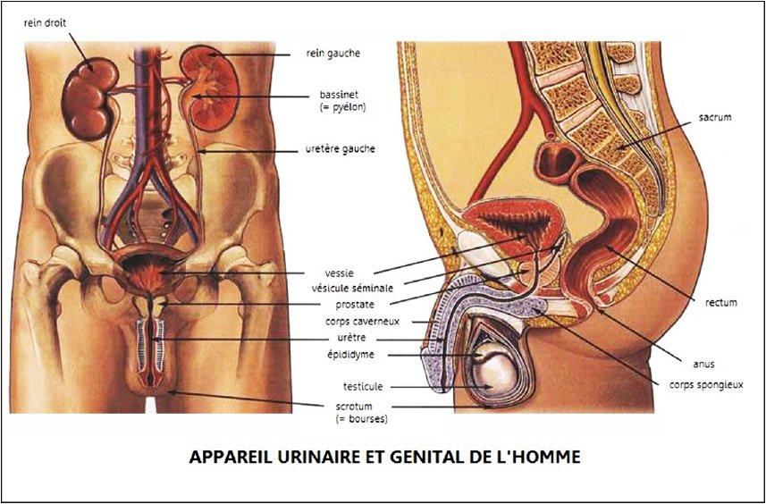 L'incontinence urinaire chez l'homme